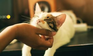宠物猫感染武汉肺炎，陈吉仲：没证据显示畜传人