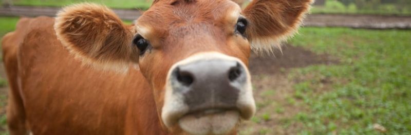 EVE Online Lets a Cow Play Today—Seriously, Stop Laughing