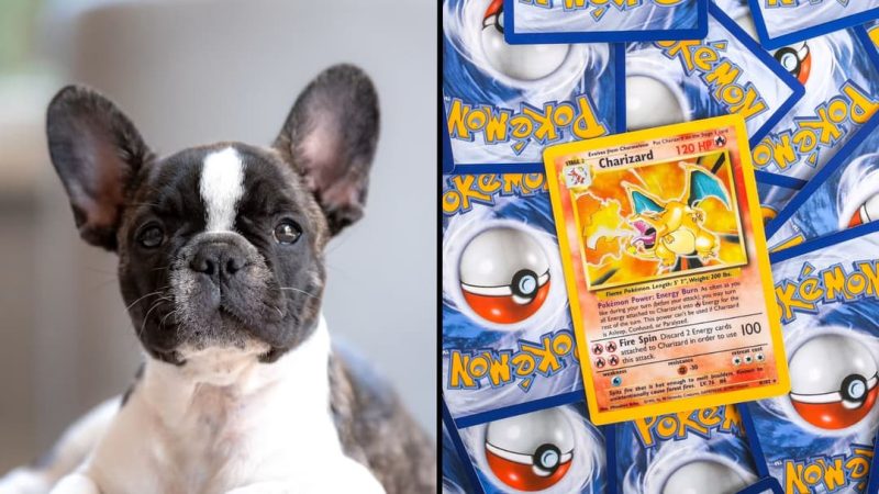 Man Tries to Trade Dog for Pokemon Cards, Sparks Ban Calls